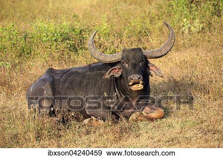 Stock Photo - Wild water buffalo (Bubalus arnee), adult male, lying in grass, chewing the cud, Yala National Park, Sri Lanka, Asia. Fotosearch