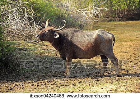 Wild water buffalo (Bubalus arnee), adult female, Yala National Park, Sri Lanka, Asia View Large Photo Image Stock Photo - Wild water buffalo (Bubalus arnee), adult female, Yala National Park, Sri Lanka, Asia. Fotosearch