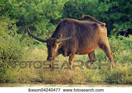Wild water buffalo (Bubalus arnee), adult male, Yala National Park, Sri Lanka, Asia View Large Photo Image Stock Photo - Wild water buffalo (Bubalus arnee), adult male, Yala National Park, Sri Lanka, Asia. Fotosearch