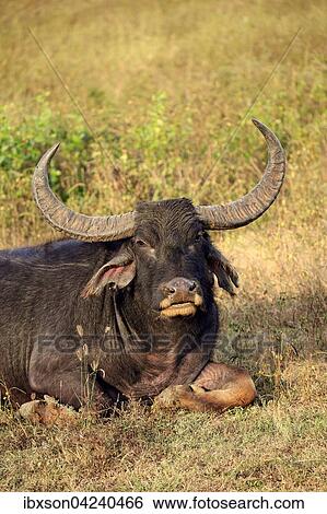 Wild water buffalo (Bubalus arnee), adult male, portrait, resting in grass, Yala National Park, Sri Lanka, Asia View Large Photo Image Stock Photograph - Wild water buffalo (Bubalus arnee), adult male, portrait, resting in grass, Yala National Park, Sri Lanka, Asia. Fotosearch