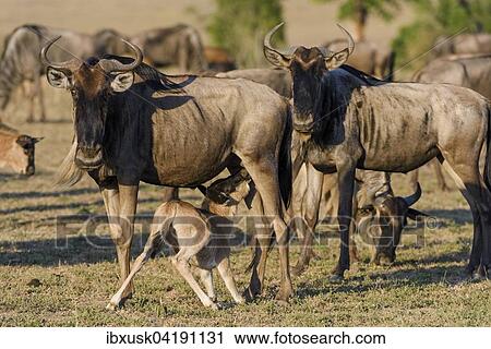 Wildebeests or gnus (Connochaetes taurinus), cow nurses calf, Maasai Mara National Reserve, Narok County, Kenya, Africa View Large Photo Image Stock Image - Wildebeests or gnus (Connochaetes taurinus), cow nurses calf, Maasai Mara National Reserve, Narok County, Kenya, Africa. Fotosearch