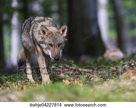 Wolf (Canis lupus), captive, Germany, Europe View Large Photo Image Picture - Wolf (Canis lupus), captive, Germany, Europe. Fotosearch