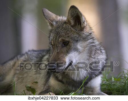 Stock Image - Wolf (Canis lupus), portrait, captive, Germany, Europe. Fotosearch