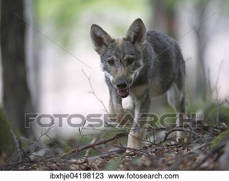 Wolf (Canis lupus), pup, captive, Germany, Europe View Large Photo Image Stock Image - Wolf (Canis lupus), pup, captive, Germany, Europe. Fotosearch