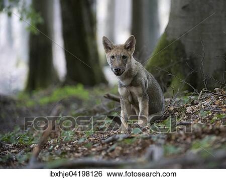 Wolf (Canis lupus), pup, sitting in the forest, captive, Germany, Europe View Large Photo Image Stock Photograph - Wolf (Canis lupus), pup, sitting in the forest, captive, Germany, Europe. Fotosearch