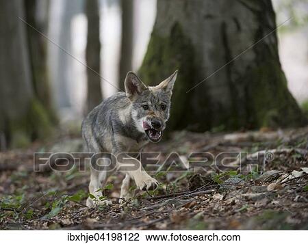 Wolf (Canis lupus), pup walking in the forest, captive, Germany, Europe View Large Photo Image Stock Image - Wolf (Canis lupus), pup walking in the forest, captive, Germany, Europe. Fotosearch