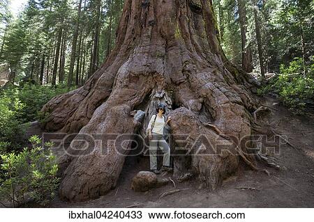 Stock Image - Woman standing at foot of redwood (Sequoioideae), Wellingtonia (Sequoiadendron giganteum), Mariposa Grove, Yosemite National Park, California, USA, North America. Fotosearch