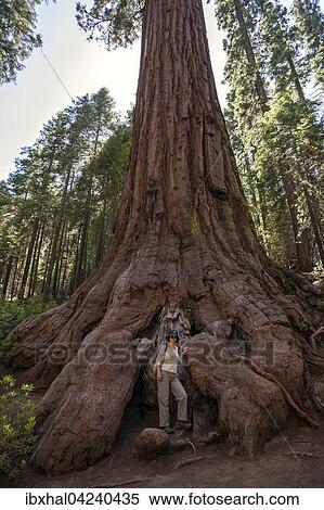 Woman standing at foot of redwood (Sequoioideae), Wellingtonia (Sequoiadendron giganteum), Mariposa Grove, Yosemite National Park, California, USA, North America View Large Photo Image Stock Photography - Woman standing at foot of redwood (Sequoioideae), Wellingtonia (Sequoiadendron giganteum), Mariposa Grove, Yosemite National Park, California, USA, North America. Fotosearch