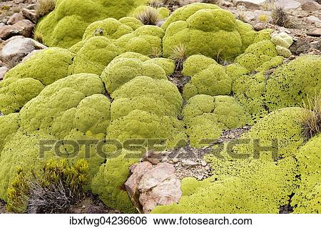 Yareta or llaretta (Azorella compacta), resinous cushion plant on rocky slopes, Altiplano, Bolivia, South America View Large Photo Image Stock Photograph - Yareta or llaretta (Azorella compacta), resinous cushion plant on rocky slopes, Altiplano, Bolivia, South America. Fotosearch