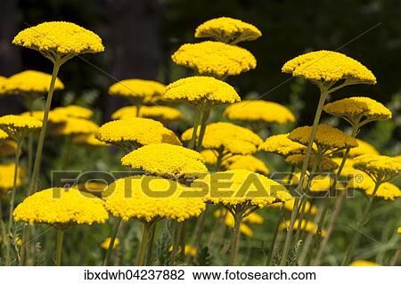 Yarrow (Achillea filipendulina), North Rhine-Westphalia, Germany, Europe View Large Photo Image Stock Image - Yarrow (Achillea filipendulina), North Rhine-Westphalia, Germany, Europe. Fotosearch