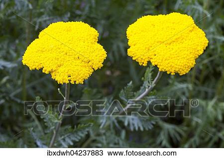 Yarrow (Achillea filipendulina), North Rhine-Westphalia, Germany, Europe View Large Photo Image Stock Image - Yarrow (Achillea filipendulina), North Rhine-Westphalia, Germany, Europe. Fotosearch