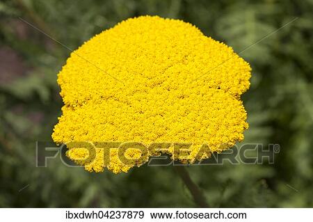 Yarrow (Achillea filipendulina), North Rhine-Westphalia, Germany, Europe View Large Photo Image Stock Photo - Yarrow (Achillea filipendulina), North Rhine-Westphalia, Germany, Europe. Fotosearch