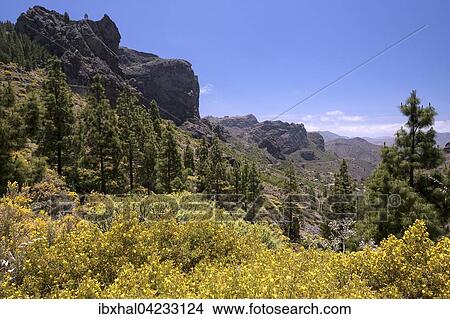 Yellow flowering broom (Genista) and Canary island pines (Pinus canariensis), in the center of Gran Canaria, Canary Islands, Spain, Europe View Large Photo Image Picture - Yellow flowering broom (Genista) and Canary island pines (Pinus canariensis), in the center of Gran Canaria, Canary Islands, Spain, Europe. Fotosearch