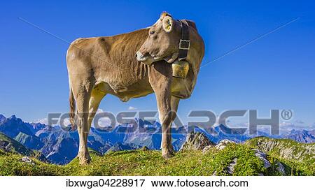 Young cattle, Allgau Braunvieh (Bos primigenius taurus), in an alpine meadow at the Nebelhorn in Oberstdorf, Allgau Alps, Allgau, Bavaria, Germany, Europe View Large Photo Image Stock Photo - Young cattle, Allgau Braunvieh (Bos primigenius taurus), in an alpine meadow at the Nebelhorn in Oberstdorf, Allgau Alps, Allgau, Bavaria, Germany, Europe. Fotosearch