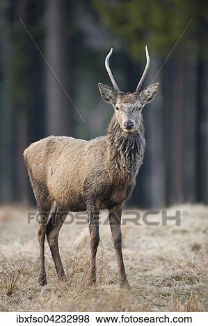 Young red deer (Cervus elaphus), captive, Saxony, Germany, Europe View Large Photo Image Stock Photo - Young red deer (Cervus elaphus), captive, Saxony, Germany, Europe. Fotosearch