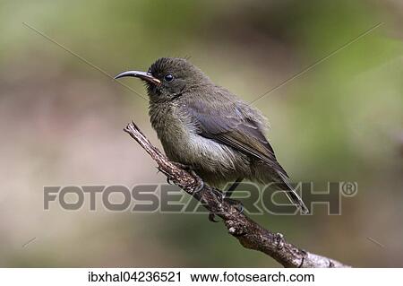 Young Seychelles sunbird (Cinnyris dussumieri) sitting on a branch, La Digue Island, Seychelles, Africa View Large Photo Image Stock Image - Young Seychelles sunbird (Cinnyris dussumieri) sitting on a branch, La Digue Island, Seychelles, Africa. Fotosearch