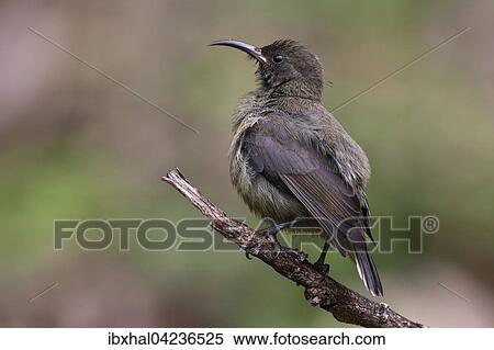 Young Seychelles sunbird (Cinnyris dussumieri) sitting on a branch, La Digue Island, Seychelles, Africa View Large Photo Image Stock Photography - Young Seychelles sunbird (Cinnyris dussumieri) sitting on a branch, La Digue Island, Seychelles, Africa. Fotosearch