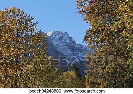 Zugspitze and autumnal trees, Upper Bavaria, Bavaria, Germany, Europe View Large Photo Image Stock Image - Zugspitze and autumnal trees, Upper Bavaria, Bavaria, Germany, Europe. Fotosearch