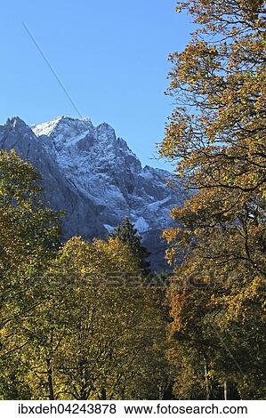 Zugspitze and autumnal trees, Upper Bavaria, Bavaria, Germany, Europe View Large Photo Image Stock Photo - Zugspitze and autumnal trees, Upper Bavaria, Bavaria, Germany, Europe. Fotosearch