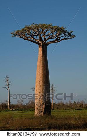 أفريقي شجرة الباأوباب Baobab على مقربة من Morondava عن ال التعريف أهبط بفعل الجاذبية غرب بسبب مدغشقر إفريقيا ألبوم الصور Ibltan02134797 Fotosearch