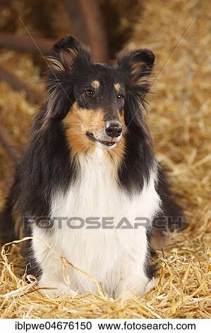 4 year old Scottish shepherd dog, lying in straw View Large Photo Image Stock Image - 4 year old Scottish shepherd dog, lying in straw. Fotosearch