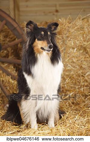 Stock Photograph - 4 year old Scottish shepherd dog, sitting in straw. Fotosearch
