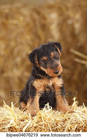 Stock Photo - 7 weeks old puppy Welsh Terrier, sitting in straw. Fotosearch