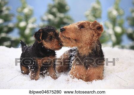 8 weeks old Welsh Terrier, female with puppy, lying in artificial snow, winterly View Large Photo Image Stock Image - 8 weeks old Welsh Terrier, female with puppy, lying in artificial snow, winterly. Fotosearch