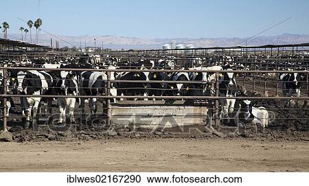 A beef cattle feedlot in the Imperial Valley operated by Superior Cattle Feeders, the feedlot has a capacity of 80, 000 head, Calipatria, California, USA, North America View Large Photo Image Stock Image - A beef cattle feedlot in the Imperial Valley operated by Superior Cattle Feeders, the feedlot has a capacity of 80, 000 head, Calipatria, California, USA, North America. Fotosearch