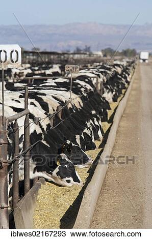 A Beef Cattle Feedlot In The Imperial Valley Operated By Superior