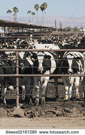 A Beef Cattle Feedlot In The Imperial Valley Operated By Superior