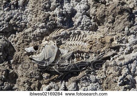 Picture - A dead fish, a victim of declining water levels, on the shore of the Salton Sea in the Sonny Bono Salton Sea National Wildlife Refuge, Calipatria, California, USA, North America. Fotosearch