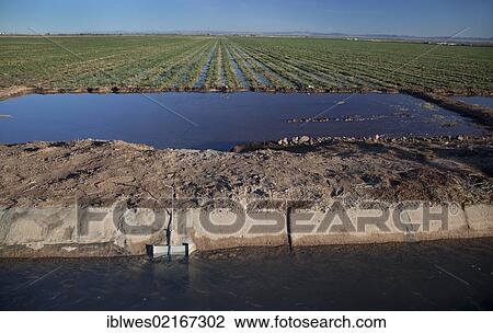 A farm field in California's Imperial Valley flooded with Colorado River water brought through canals to water the desert, Brawley, California, USA, North America View Large Photo Image Stock Image - A farm field in California's Imperial Valley flooded with Colorado River water brought through canals to water the desert, Brawley, California, USA, North America. Fotosearch