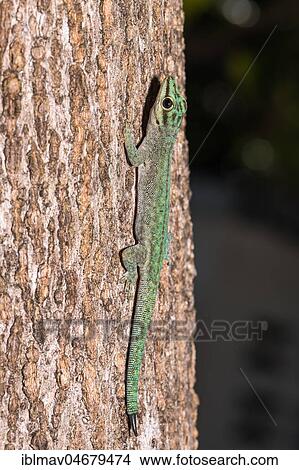 Abbott's day gecko (Phelsuma abbotti), male, sunbathing on tree trunk, Nosy Tanikely National Park, Northwest Madagascar, Madagascar, Africa View Large Photo Image Picture - Abbott's day gecko (Phelsuma abbotti), male, sunbathing on tree trunk, Nosy Tanikely National Park, Northwest Madagascar, Madagascar, Africa. Fotosearch