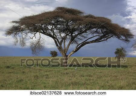 Stock Photo - Acacia (Acacia), rainy season in the Ngorongoro Crater, Serengeti National Park, Tanzania, Africa. Fotosearch