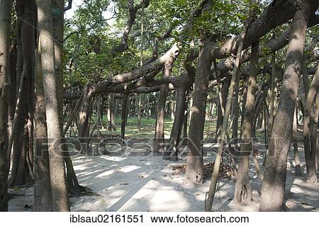 Aerial roots of the Great Banyan, a Banyan Fig (Ficus benghalensis), the world's largest fig tree, Acharya Jagadish Chandra Bose Indian Botanic Garden, Howrah, West Bengal, India, South Asia, Asia View Large Photo Image Stock Image - Aerial roots of the Great Banyan, a Banyan Fig (Ficus benghalensis), the world's largest fig tree, Acharya Jagadish Chandra Bose Indian Botanic Garden, Howrah, West Bengal, India, South Asia, Asia. Fotosearch