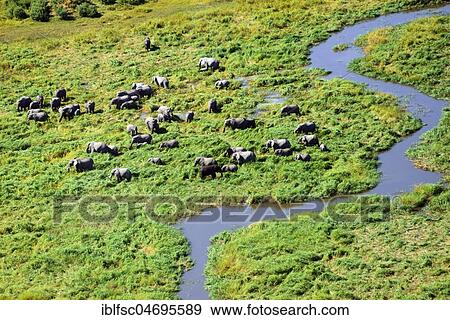 Aerial view, flock of elephants in Okavango Delta, Botswana, Africa View Large Photo Image Stock Photo - Aerial view, flock of elephants in Okavango Delta, Botswana, Africa. Fotosearch