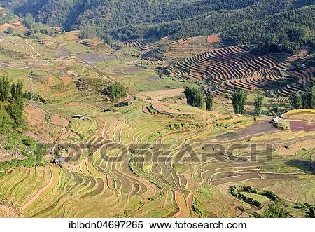 Aerial view, rice terraces, Sapa, Vietnam, Asia View Large Photo Image Stock Photography - Aerial view, rice terraces, Sapa, Vietnam, Asia. Fotosearch