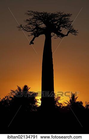 African Baobab tree (baobab), at sunset, Madagascar, Africa View Large Photo Image Stock Image - African Baobab tree (baobab), at sunset, Madagascar, Africa. Fotosearch
