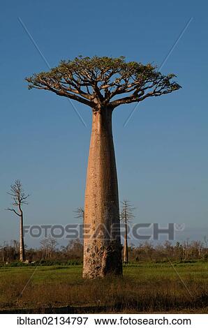 African Baobab tree (baobab), near Morondava on the west coast of Madagascar, Africa View Large Photo Image Stock Photo - African Baobab tree (baobab), near Morondava on the west coast of Madagascar, Africa. Fotosearch