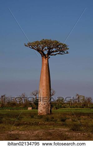 African Baobab tree (baobab), near Morondava on the west coast of Madagascar, Africa View Large Photo Image Stock Photography - African Baobab tree (baobab), near Morondava on the west coast of Madagascar, Africa. Fotosearch