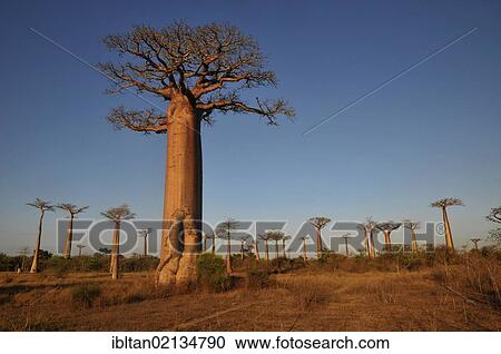 Stock Image - African Baobab tree (baobab), baobab-forest near Morondava on the west coast of Madagascar, Africa. Fotosearch