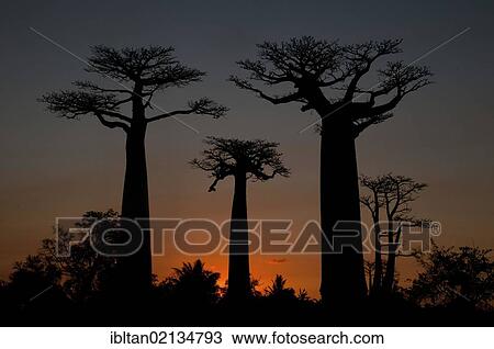 African Baobab tree (baobab), baobab-alley at sunset, Madagascar, Africa View Large Photo Image Stock Image - African Baobab tree (baobab), baobab-alley at sunset, Madagascar, Africa. Fotosearch