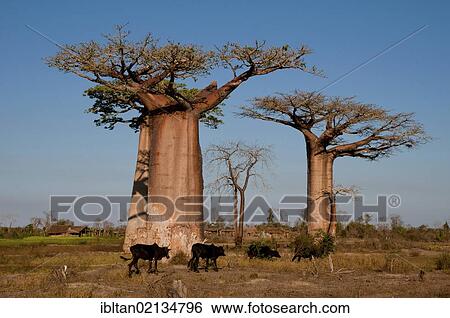 Stock Photograph - African Baobab tree (baobab), baobab-forest near Morondava on the west coast of Madagascar, Africa. Fotosearch
