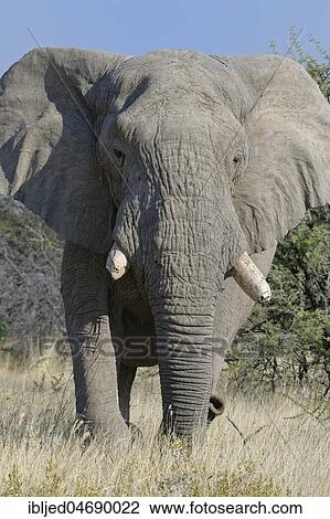 African bush elephant (Loxodonta africana), adult elephant bull feeding, ears wide open, Etosha National Park, Namibia, Africa View Large Photo Image Stock Image - African bush elephant (Loxodonta africana), adult elephant bull feeding, ears wide open, Etosha National Park, Namibia, Africa. Fotosearch