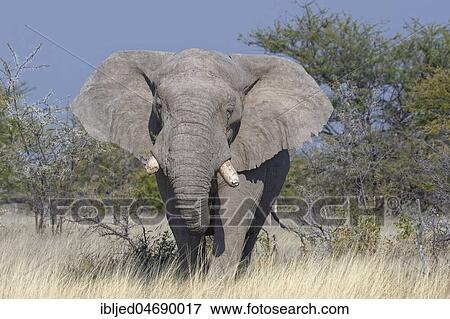 African bush elephant (Loxodonta africana), adult elephant bull feeding, ears wide open, Etosha National Park, Namibia, Africa View Large Photo Image Stock Photo - African bush elephant (Loxodonta africana), adult elephant bull feeding, ears wide open, Etosha National Park, Namibia, Africa. Fotosearch