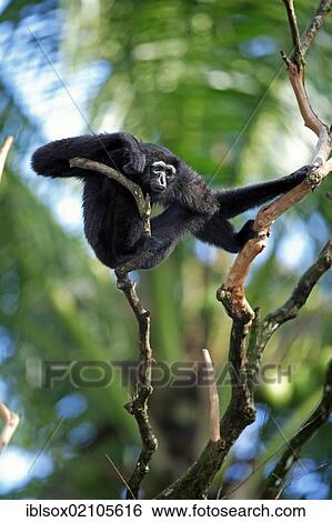 Stock Photograph - Agile Gibbon or Black-handed Gibbon (Hylobates agilis), adult, in a tree, Singapore, Southeast Asia, Asia. Fotosearch