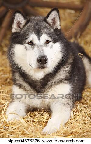 Stock Photograph - Alaskan Malamute, male lying in straw, animal portrait. Fotosearch