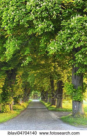 Stock Image - Allee im Morgenlicht, flowering chestnut trees (Castanea), old cobblestone pavement, near Binz, Rügen Island, Mecklenburg-Western Pomerania, Germany, Europe. Fotosearch