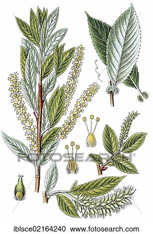 Stock Image - Almond willow (Salix triandra), medicinal plant, crop plant, chromolithography, about 1870. Fotosearch